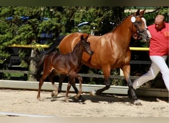 German Riding Pony, Mare, 21 years, 14.1 hh, Brown