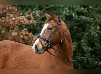 German Riding Pony, Mare, 21 years, 14.1 hh, Brown