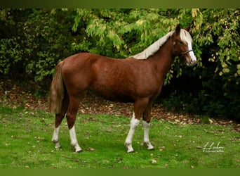 German Riding Pony, Mare, 21 years, 14.1 hh, Brown