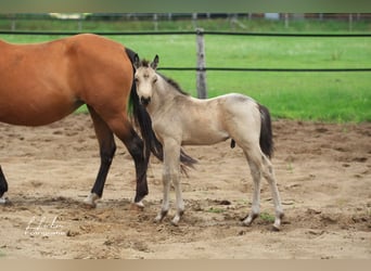 German Riding Pony, Mare, 21 years, 14.1 hh, Brown