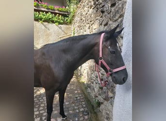 German Riding Pony, Mare, 21 years, 14 hh, Black