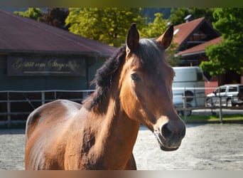 German Riding Pony, Mare, 21 years, 14,3 hh, Brown