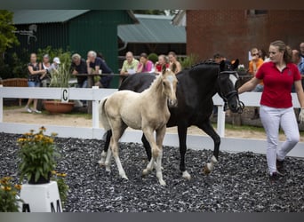 German Riding Pony, Mare, 22 years, 14,1 hh, Black