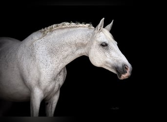 German Riding Pony, Mare, 22 years, 14.1 hh, Grey