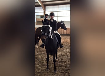 German Riding Pony, Mare, 22 years, 14,1 hh, Bay-Dark
