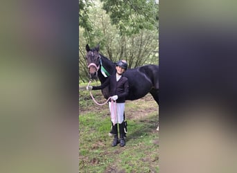 German Riding Pony, Mare, 22 years, 14,1 hh, Bay-Dark