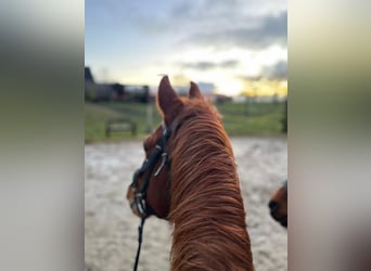 German Riding Pony, Mare, 23 years, 14,2 hh, Chestnut-Red