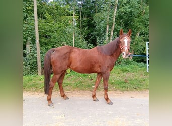 German Riding Pony, Mare, 28 years, 14,1 hh, Chestnut-Red