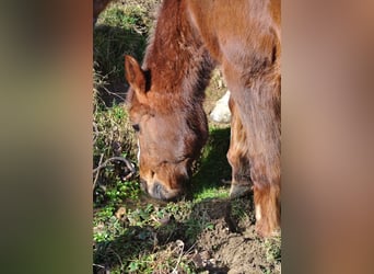 German Riding Pony, Mare, 28 years, 14,1 hh, Chestnut-Red