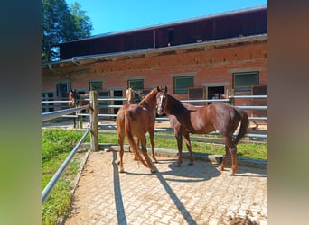 German Riding Pony, Mare, 28 years, 14,1 hh, Chestnut-Red