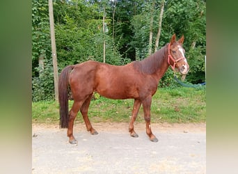 German Riding Pony, Mare, 28 years, 14,1 hh, Chestnut-Red