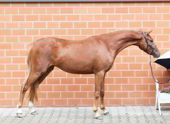 German Riding Pony, Mare, 2 years, 12,3 hh, Chestnut-Red