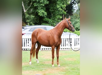 German Riding Pony, Mare, 2 years, 12,3 hh, Chestnut-Red