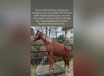 German Riding Pony, Mare, 2 years, 12,3 hh, Chestnut-Red