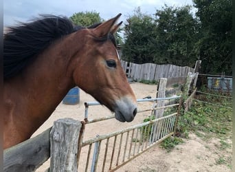 German Riding Pony, Mare, 2 years, 13.1 hh, Brown