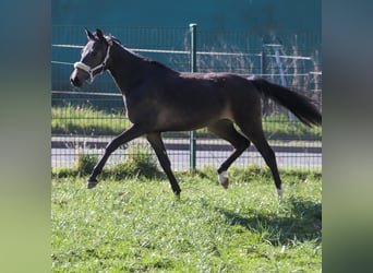 German Riding Pony, Mare, 2 years, 13.2 hh, Bay-Dark