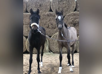 German Riding Pony, Mare, 2 years, 13.2 hh, Bay-Dark