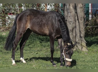 German Riding Pony, Mare, 2 years, 13.2 hh, Bay-Dark