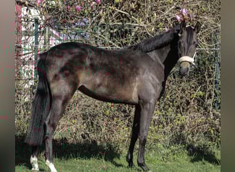 German Riding Pony, Mare, 2 years, 13.2 hh, Bay-Dark