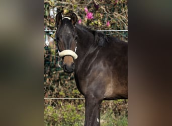 German Riding Pony, Mare, 2 years, 13.2 hh, Bay-Dark