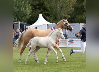 German Riding Pony, Mare, 2 years, 13.2 hh, Cremello