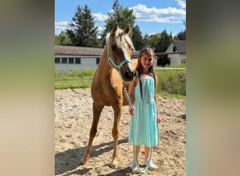 German Riding Pony, Mare, 2 years, 13,2 hh, Dun