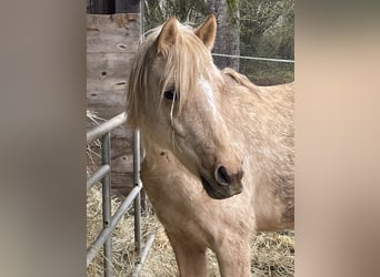 German Riding Pony, Mare, 2 years, 13,2 hh, Palomino