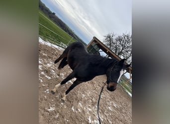 German Riding Pony, Mare, 2 years, 14,1 hh, Bay-Dark