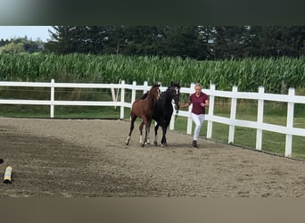 German Riding Pony, Mare, 2 years, 14,1 hh, Brown