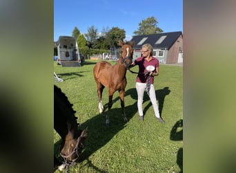 German Riding Pony, Mare, 2 years, 14,1 hh, Brown