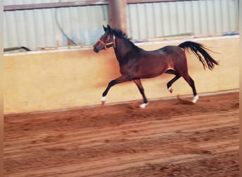 German Riding Pony, Mare, 2 years, 14.1 hh, Brown