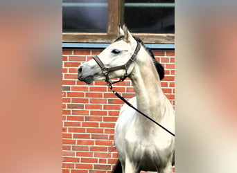 German Riding Pony, Mare, 2 years, 14.1 hh, Buckskin
