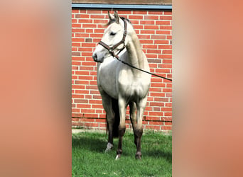 German Riding Pony, Mare, 2 years, 14.1 hh, Buckskin