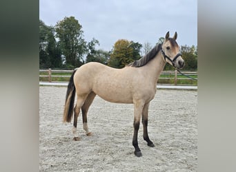 German Riding Pony, Mare, 2 years, 14.1 hh, Buckskin