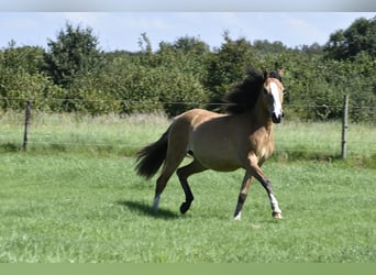 German Riding Pony, Mare, 2 years, 14.1 hh, Chestnut-Red