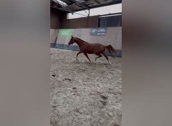 German Riding Pony, Mare, 2 years, 14,1 hh, Chestnut-Red