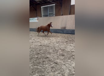 German Riding Pony, Mare, 2 years, 14,1 hh, Chestnut-Red