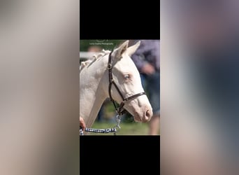 German Riding Pony, Mare, 2 years, 14.1 hh, Cremello German Riding Pony, Mare, 2 years, 14.1 hh, Cremello