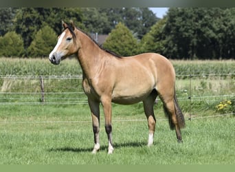 German Riding Pony, Mare, 2 years, 14.1 hh, Dun