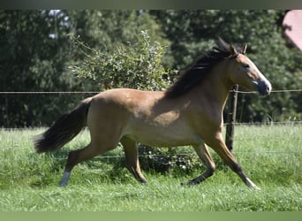 German Riding Pony, Mare, 2 years, 14.1 hh, Dun