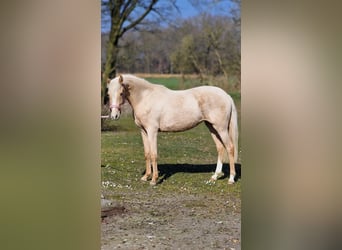 German Riding Pony, Mare, 2 years, 14,1 hh, Palomino