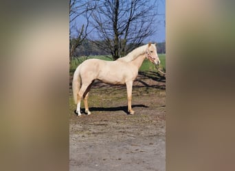 German Riding Pony, Mare, 2 years, 14,1 hh, Palomino