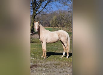 German Riding Pony, Mare, 2 years, 14,1 hh, Palomino