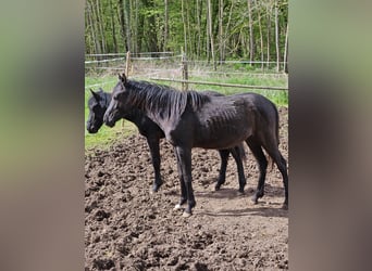 German Riding Pony Mix, Mare, 2 years, 14.2 hh, Black