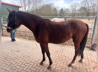 German Riding Pony, Mare, 2 years, 14.2 hh, Brown