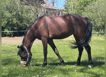German Riding Pony, Mare, 2 years, 14.2 hh, Brown