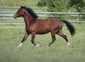 German Riding Pony Mix, Mare, 2 years, 14.2 hh, Brown