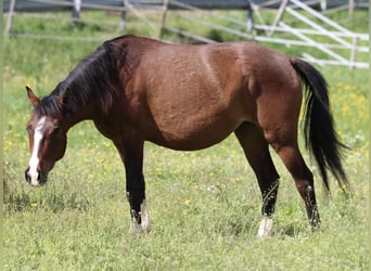 German Riding Pony Mix, Mare, 2 years, 14.2 hh, Brown