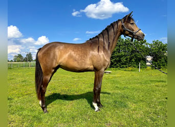 German Riding Pony, Mare, 2 years, 14.2 hh, Buckskin