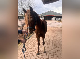 German Riding Pony, Mare, 2 years, 14.2 hh, Chestnut-Red